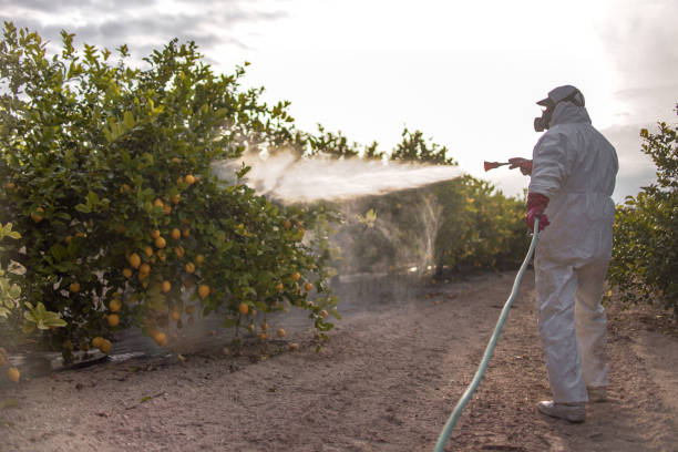 Best Exterminator Services  in Shamrock, TX