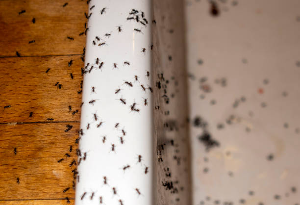 Best Local Pest Control Services  in Shamrock, TX