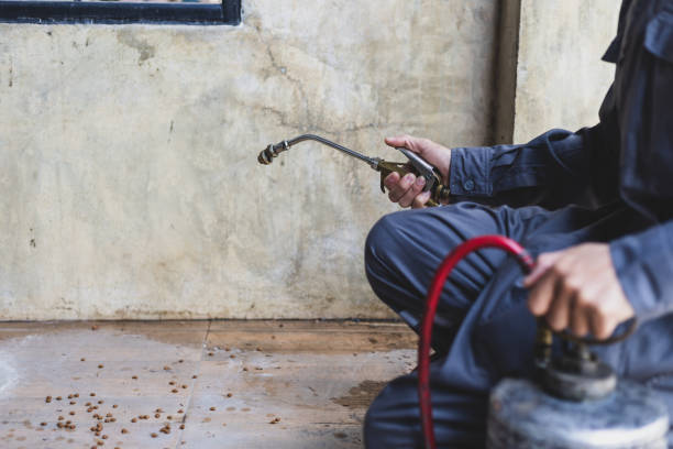 Best Pest Control Treatment  in Shamrock, TX